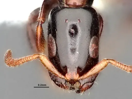 Tetraponera bita specimen CASENT0796636 image casent0796636_3