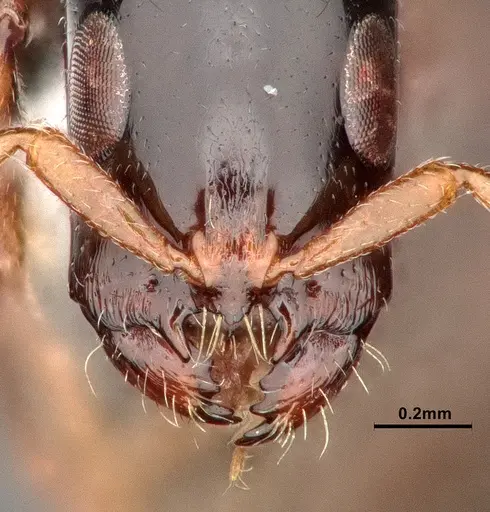 Tetraponera bita specimen CASENT0796636 image casent0796636_4