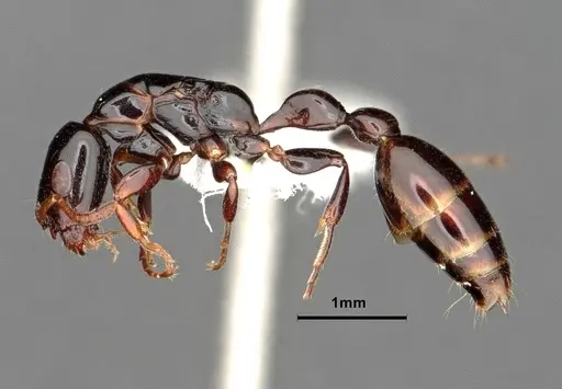 Tetraponera bita specimen CASENT0796636 image casent0796636_5