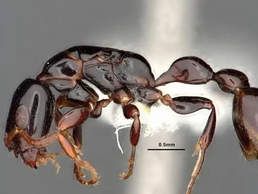Tetraponera bita specimen CASENT0796636 image casent0796636_6