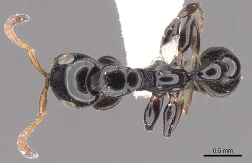 Tetraponera brevis specimen CASENT0902825 image casent0902825_1