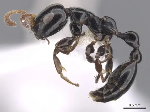 Tetraponera brevis specimen CASENT0902825 image casent0902825_3