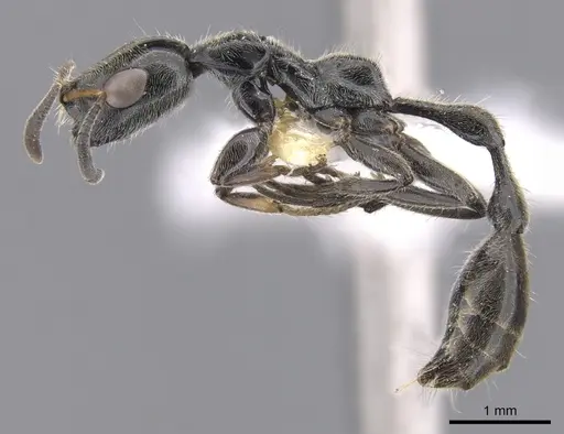 Tetraponera buops specimen CASENT0902827 image casent0902827_3