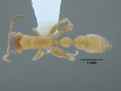 Tetraponera caffra specimen CASENT0220752 image casent0220752_1