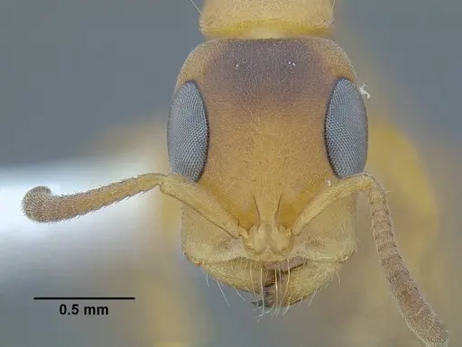 Tetraponera caffra specimen CASENT0220752 image casent0220752_2