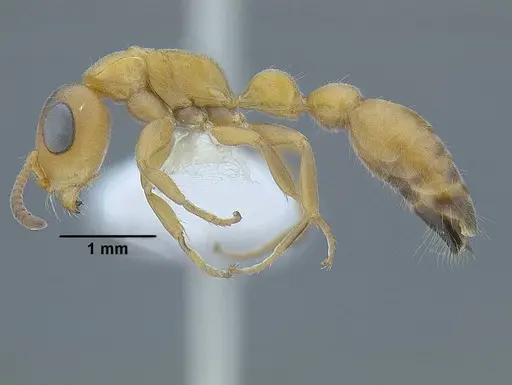 Tetraponera caffra specimen CASENT0220752 image casent0220752_3