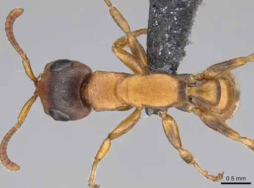 Tetraponera caffra specimen CASENT0822190 image casent0822190_1