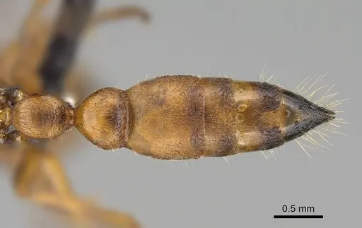 Tetraponera caffra specimen CASENT0822190 image casent0822190_2