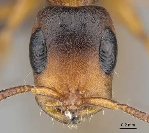 Tetraponera caffra specimen CASENT0822190 image casent0822190_3