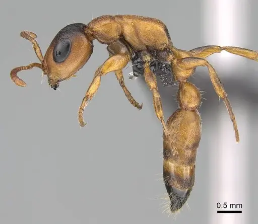 Tetraponera caffra specimen CASENT0822190 image casent0822190_4