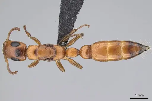 Tetraponera caffra specimen CASENT0822192 image casent0822192_1