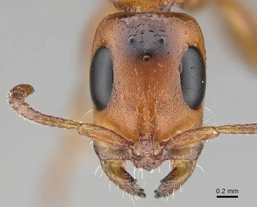 Tetraponera caffra specimen CASENT0822192 image casent0822192_2