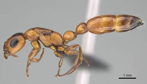 Tetraponera caffra specimen CASENT0822192 image casent0822192_3