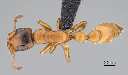 Tetraponera caffra specimen CASENT0822194 image casent0822194_1