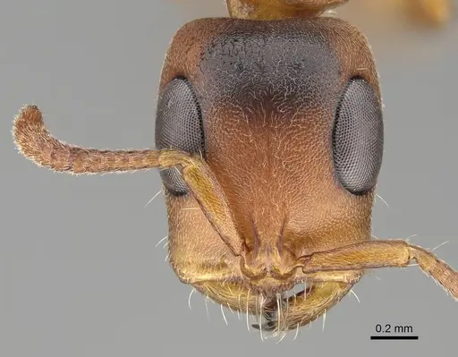 Tetraponera caffra specimen CASENT0822194 image casent0822194_2
