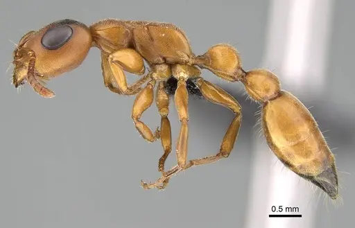 Tetraponera caffra specimen CASENT0822194 image casent0822194_3