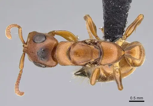Tetraponera caffra specimen CASENT0822195 image casent0822195_1