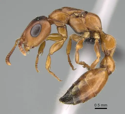 Tetraponera caffra specimen CASENT0822195 image casent0822195_3