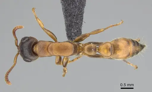 Tetraponera caffra specimen CASENT0822197 image casent0822197_1