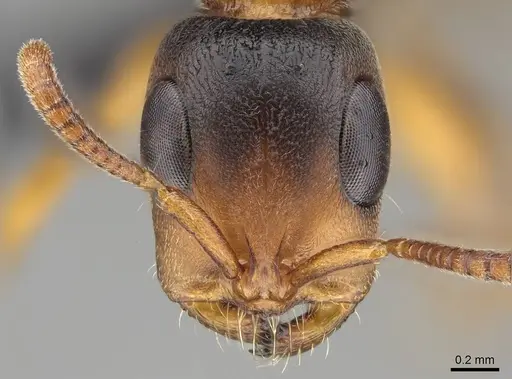 Tetraponera caffra specimen CASENT0822197 image casent0822197_2