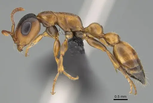 Tetraponera caffra specimen CASENT0822197 image casent0822197_3
