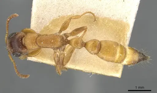 Tetraponera caffra specimen CASENT0915532 image casent0915532_1