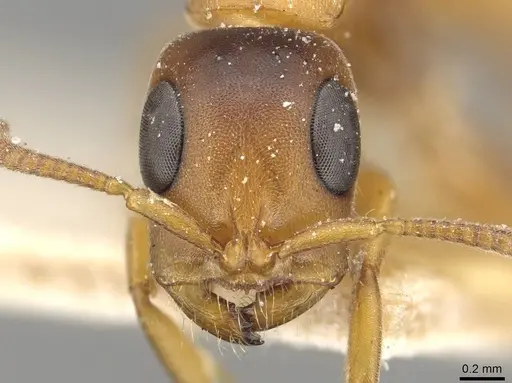Tetraponera caffra specimen CASENT0915532 image casent0915532_2