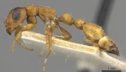 Tetraponera caffra specimen CASENT0915532 image casent0915532_3