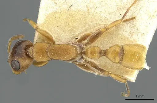Tetraponera caffra specimen RMCAENT000017746 image rmcaent000017746_1