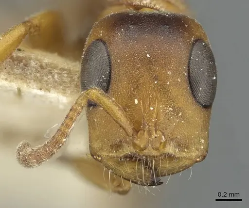 Tetraponera caffra specimen RMCAENT000017746 image rmcaent000017746_2