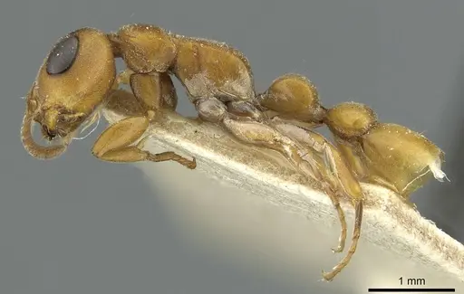 Tetraponera caffra specimen RMCAENT000017746 image rmcaent000017746_3