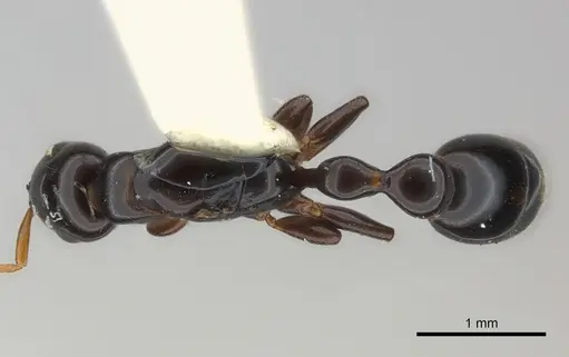 Tetraponera clypeata specimen CASENT0217588 image casent0217588_1