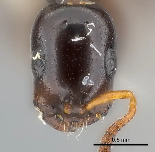 Tetraponera clypeata specimen CASENT0217588 image casent0217588_2