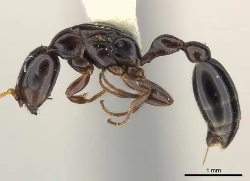 Tetraponera clypeata specimen CASENT0217588 image casent0217588_3