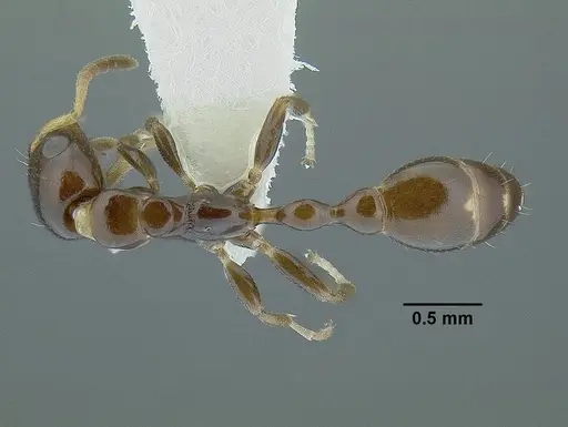 Tetraponera clypeata specimen CASENT0220741 image casent0220741_1