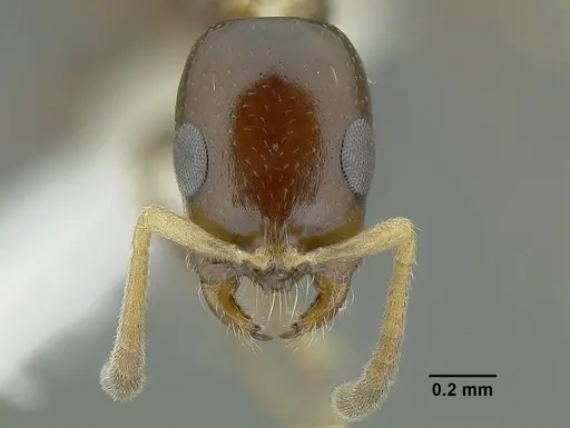Tetraponera clypeata specimen CASENT0220741 image casent0220741_2