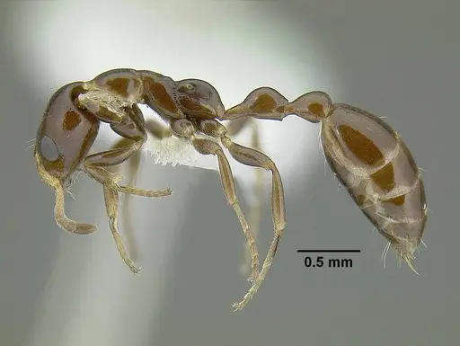 Tetraponera clypeata specimen CASENT0220741 image casent0220741_3