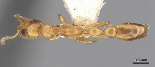 Tetraponera clypeata specimen CASENT0281881 image casent0281881_1