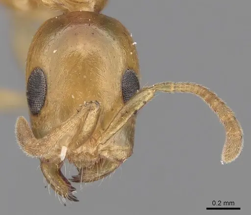 Tetraponera clypeata specimen CASENT0281881 image casent0281881_2
