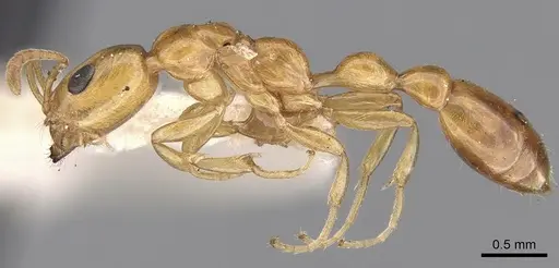 Tetraponera clypeata specimen CASENT0281881 image casent0281881_3