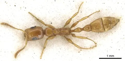 Tetraponera clypeata specimen CASENT0902815 image casent0902815_1