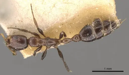 Tetraponera clypeata specimen CASENT0907470 image casent0907470_1