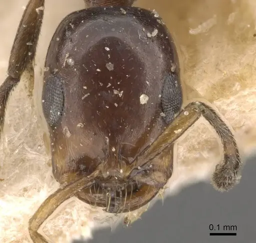 Tetraponera clypeata specimen CASENT0907470 image casent0907470_2