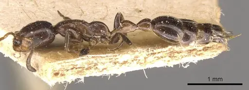 Tetraponera clypeata specimen CASENT0907470 image casent0907470_3