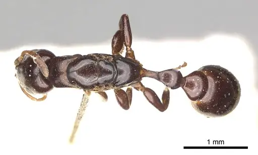 Tetraponera clypeata specimen CASENT0915850 image casent0915850_1