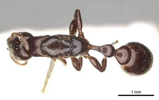 Tetraponera clypeata specimen CASENT0915850 image casent0915850_2