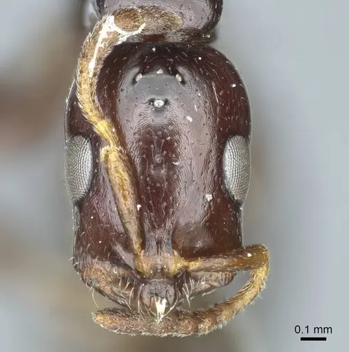 Tetraponera clypeata specimen CASENT0915850 image casent0915850_3
