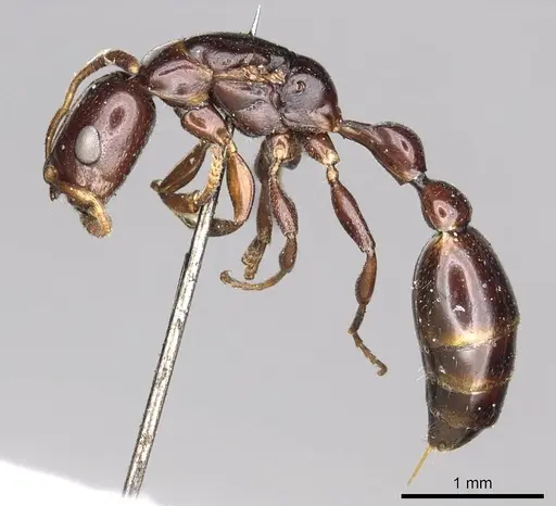 Tetraponera clypeata specimen CASENT0915850 image casent0915850_4