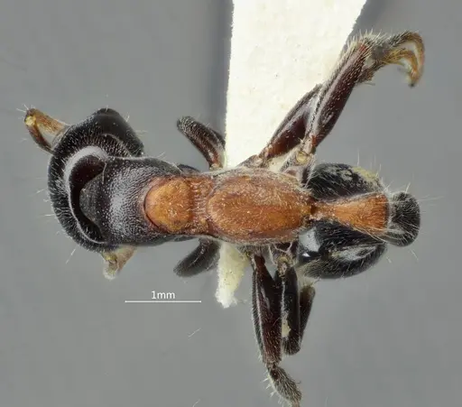 Tetraponera concava specimen ANTWEB1060540 image antweb1060540_1