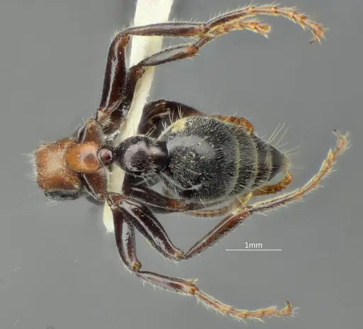 Tetraponera concava specimen ANTWEB1060540 image antweb1060540_2